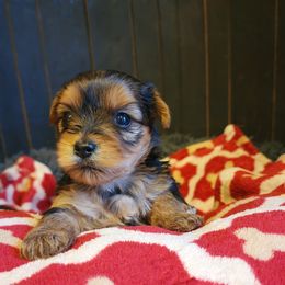 Blake - Black and tan Yorkshire Terrier puppy in Junction City, Ohio from On The Edge Of A Dream Yorkies
