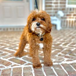 Lu - Goldendoodle