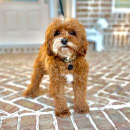 Lu - Goldendoodle