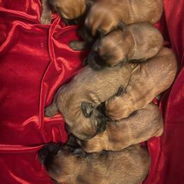 Girl 3 - female Soft Coated Wheaten Terrier puppy in Phoenix, Arizona from Arizona Desert Gold Wheatens