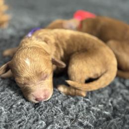 Valentine - Red  female Goldendoodle puppy in Twin Falls, Idaho from Magic Valley Family Doodles