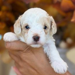 Danielle - White female Poodle puppy in Yuciapa, California from AlltheDoodlez_