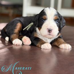 Maserati - Tri-color female Bernedoodle puppy in Henry, Illinois from Rowe Farms Doodles