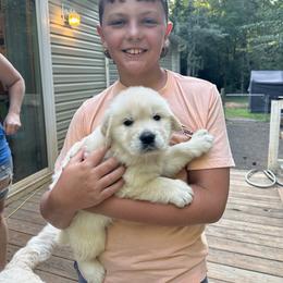 Golden Retriever Puppies from Mule City Kennels