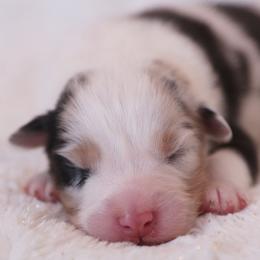 Psalms - Blue merle male Australian Shepherd puppy in Leavenworth, Kansas from Silverbrook Australian Shepherds