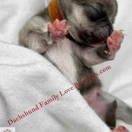 Sterling - Blue and white male Chihuahua puppy in Chino Valley, Arizona from Dachshund Family Love Breeders