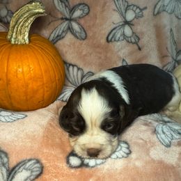 Snickers - Liver white and roan male English Springer Spaniel puppy in Coeur D'alene, Idaho from Springer Hollow