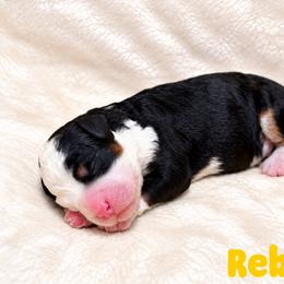 Rebound - Tri-color male Bernedoodle puppy in Henry, Illinois from Rowe Farms Doodles