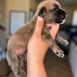 Boy 1 - Gray and fawn male Cane Corso puppy in Trenton, Texas from Trained To Go Corso Kennels (T.T.G. Corso Kennels)