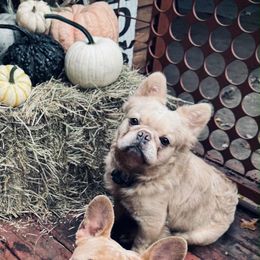 Quesso - French Bulldog