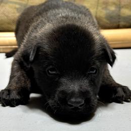 Titan - Black brindle male Dutch Shepherd puppy in Watertown, Connecticut from APACHEK9