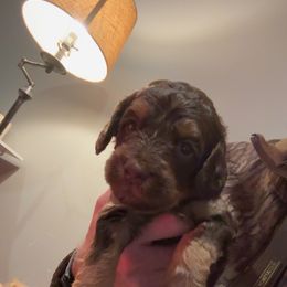 Grey Boy - Chocolate male Australian Labradoodle puppy in Oxford, Mississippi from Stony Brook Australian Labradoodles