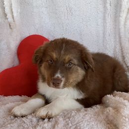 Scarlet - Red Miniature Australian Shepherd puppy in Bethel Springs, Tennessee from GoodnYoung Farms