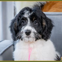 Brenda - Tri-color female Bernedoodle puppy in Connersville, Indiana from Deaz Doodle Ranch