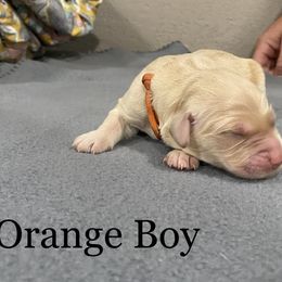 Boy 2 - Golden Golden Retriever puppy in Argyle, Texas from Randalls Golden Retrievers