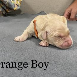 Boy 2 - Golden Golden Retriever puppy in Argyle, Texas from Randalls Golden Retrievers