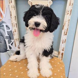 Bo peep - Black and white female Sheepadoodle puppy in Ashton, Idaho from Kerr Kanine Ranch