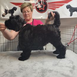 "Farah F Liter" Black Russian Terrier Puppies from Beautiful Black Russian Terriers