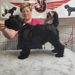 "Farah F Liter" Black Russian Terrier Puppies from Beautiful Black Russian Terriers