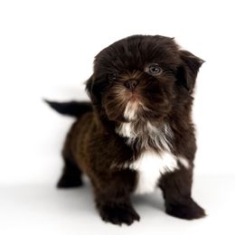 Ebo - Liver male Shih Tzu puppy in League City, Texas from Divine Pups