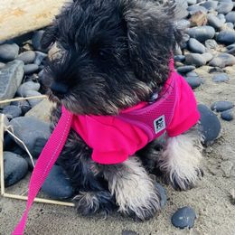 Miniature Schnauzer Puppies from Krystle's Miniature Schnauzers