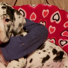 Great Dane Puppies from HCC Great Danes