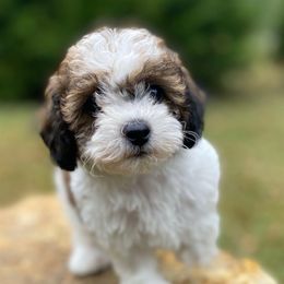 Hank - Parti male Poodle puppy in Alpine, Alabama from Alpine Acres Poodles