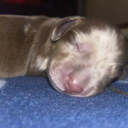 Boy 3 - Dapple male Dachshund puppy in Tennessee Colony, Texas from Hairy Wieners