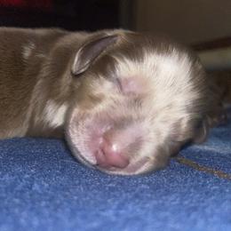Boy 3 - Dapple male Dachshund puppy in Tennessee Colony, Texas from Hairy Wieners