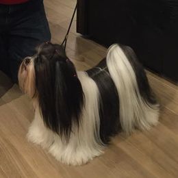 Secret - Lhasa Apso