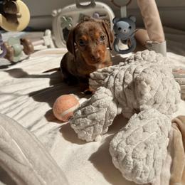 Zeke - Dapple male Dachshund puppy in San Diego, California from Enchantables