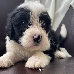 Basil - Black and white male Assorted Doodle Crosses puppy in Rocky Point, North Carolina from CelticDoods
