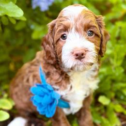 Pool MINI - Red  male Goldendoodle puppy in Naples, Florida from Paradise Coast Doodles