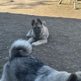 Norwegian Elkhound and Papillon Puppies from Mikanon