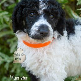 Poodle Puppies from Kindred Kennels