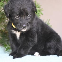 Girl 2 - female Golden Mountain Dog puppy in Loveland, Colorado from Grateful Bernese & Gage's Goldens