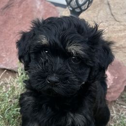 Black and Silver Male - Black and silver male Havanese puppy in Monahans, Texas from Homeward Havanese, LLC