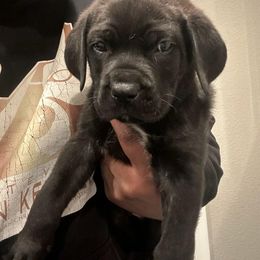 Black Russian Terrier and Cane Corso Puppies from Dem Stevens Egyptian Kennel