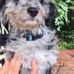Aussiedoodle, Bernedoodle, and Goldendoodle Puppies from Johnson's Doodles