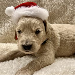Cupid - Cream male Goldendoodle puppy in The Woodlands, Texas from Gracie's Goldendoodles and Bernedoodles