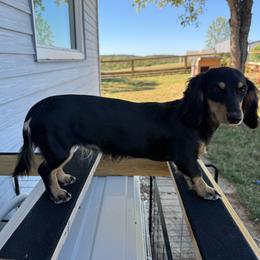 Pebbles - Dachshund