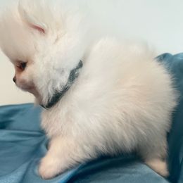 Boy 4 dark green collar - Pomeranian puppy from Suga Sweet Poms