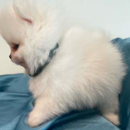 Boy 4 dark green collar - Pomeranian puppy from Suga Sweet Poms
