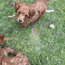 Goldendoodle Puppies from Coal Country Doodles