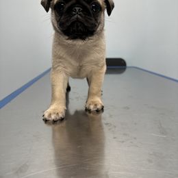 Pug Puppies from Buckingham Pugs of Alabama