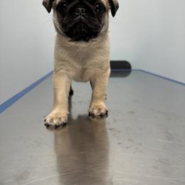 Pug Puppies from Buckingham Pugs of Alabama