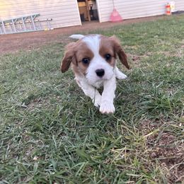 Cavalier King Charles Spaniel Puppies from Red Desert Cavalier’s