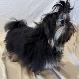 Dobie - Black and tan male Shih Tzu puppy in Meyers Park, North Carolina from 🌗 New Moon Shih Tzu 🌗