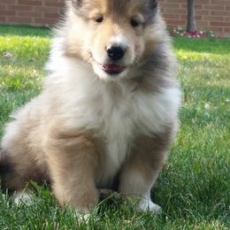 Collie Puppies from Riverrun Collies