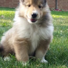 Collie Puppies from Riverrun Collies